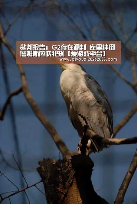 爱游戏视讯